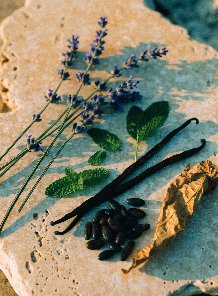 The notes behind Le Male Elixir — lavender, mint, vanilla, tonka bean and tobacco on warm stone